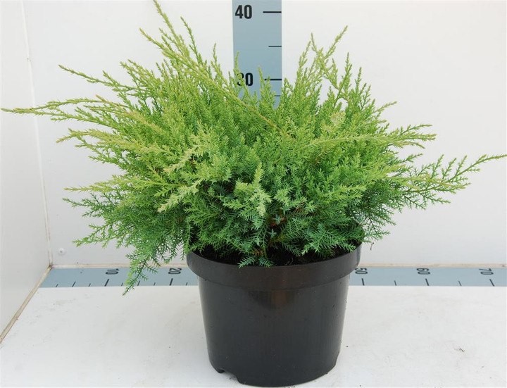 Tarpinis kadagys (Lot Juniperus pf.) 'Pfitz. Compacta' C5/P23 30-40 CM
