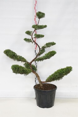Tarpinis kadagys (Lot Juniperus pf.) 'Pfitzeriana Glauca' BONSAI C35 - nuotrauka 1