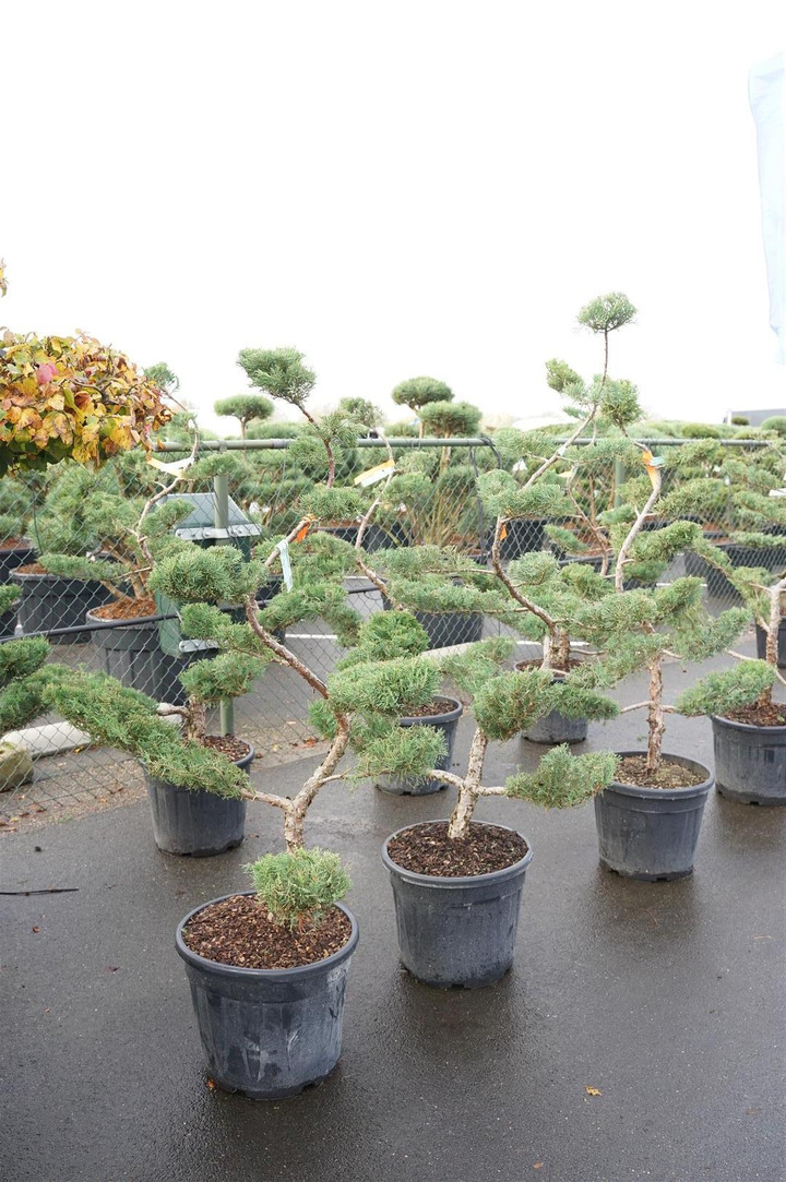 Tarpinis kadagys (Lot Juniperus pf.) 'Pfitzeriana Glauca' BONSAI C35