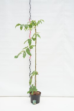 Graikinis riešutmedis (Lot Juglans regia) 'Broadview' C10 150-175 CM