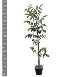 Graikinis riešutmedis (Lot Juglans regia) 'Buccaneer' C7,5/P26 BUSH - nuotrauka 2