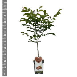 Graikinis riešutmedis (Lot Juglans regia)  C5/P23 BUSH - nuotrauka 2