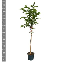 Graikinis riešutmedis (Lot Juglans regia)  C7,5/P26 BUSH - nuotrauka 2