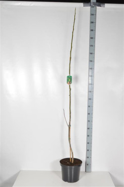 Graikinis riešutmedis (Lot Juglans regia)  C10 150-175 CM