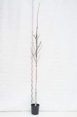 Graikinis riešutmedis (Lot Juglans regia)  C18 KAMIENO APIMTIS 8-10 CM STANDARD