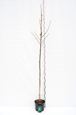 Graikinis riešutmedis (Lot Juglans regia) C25 KOTO APIMTIS 8-10 CM | RIEŠUTMEDŽIAI | VAISMEDŽIAI - VAISKRŪMIAI
