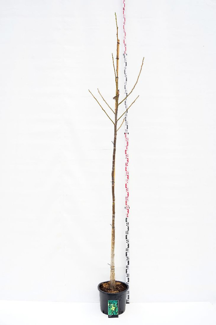 Graikinis riešutmedis (Lot Juglans regia) C25 KOTO APIMTIS 8-10 CM | RIEŠUTMEDŽIAI | VAISMEDŽIAI - VAISKRŪMIAI