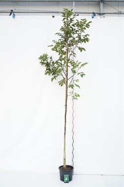 Graikinis riešutmedis (Lot Juglans regia) C25 KOTO APIMTIS 10-12 CM | RIEŠUTMEDŽIAI | VAISMEDŽIAI - VAISKRŪMIAI