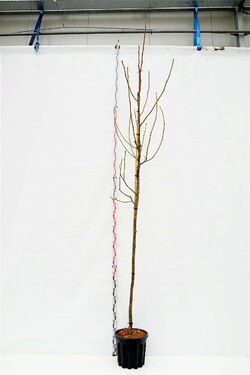 Graikinis riešutmedis (Lot Juglans regia) 'Milotai 10' C35 KOTO APIMTIS 10-12 CM | RIEŠUTMEDŽIAI | VAISMEDŽIAI - VAISKRŪMIAI