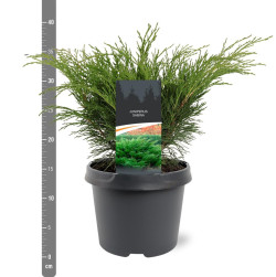 Kadagys kazokinis (Lot Juniperus sabina)  C3/P19 25-30 CM - nuotrauka 2