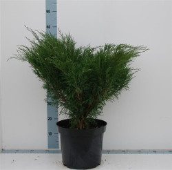 Kadagys kazokinis (Lot Juniperus sabina)  C12 50-60 CM