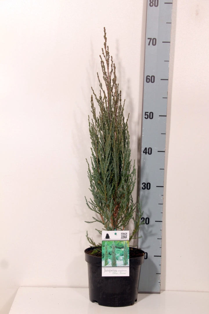Kadagys uolinis (Lot Juniperus scop.) 'Blue Arrow' C2/P17 40-50 CM | KADAGIAI | SPYGLIUOČIAI