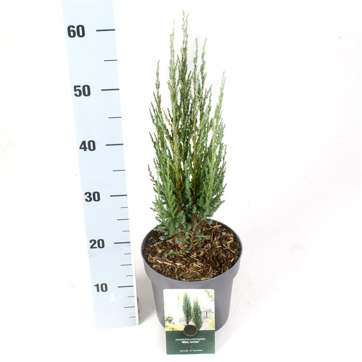 Kadagys uolinis (Lot Juniperus scop.) 'Blue Arrow' C2,5/P18 30-40 CM | KADAGIAI | SPYGLIUOČIAI