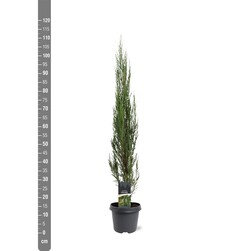 Kadagys uolinis (Lot Juniperus scop.) 'Blue Arrow' C5/P23 80-100 CM | KADAGIAI | SPYGLIUOČIAI