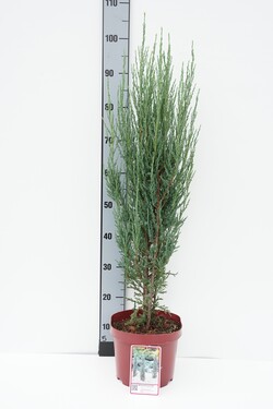 Kadagys uolinis (Lot Juniperus scop.) 'Blue Arrow' C10 80-100 CM | KADAGIAI | SPYGLIUOČIAI