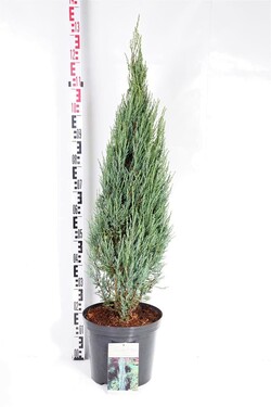 Kadagys uolinis (Lot Juniperus scop.) 'Blue Arrow' C12 100-125 CM | KADAGIAI | SPYGLIUOČIAI