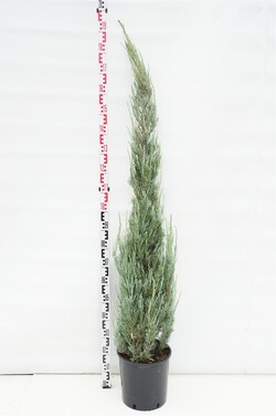 Kadagys uolinis (Lot Juniperus scop.) 'Blue Arrow' C15 125-150 CM