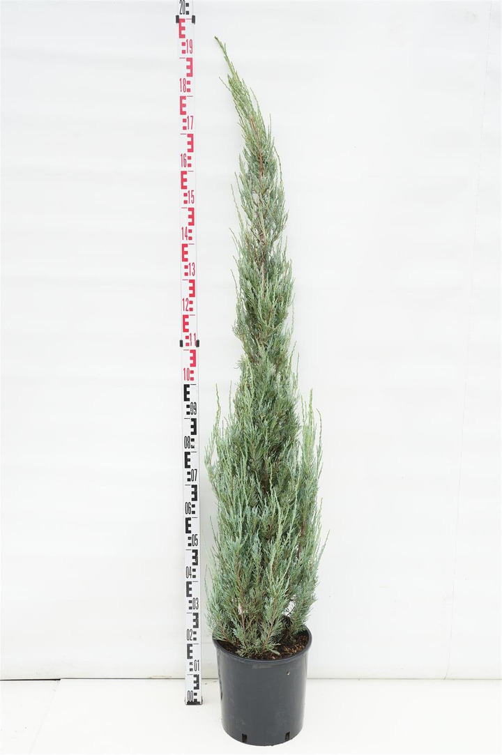 Kadagys uolinis (Lot Juniperus scop.) 'Blue Arrow' C15 125-150 CM
