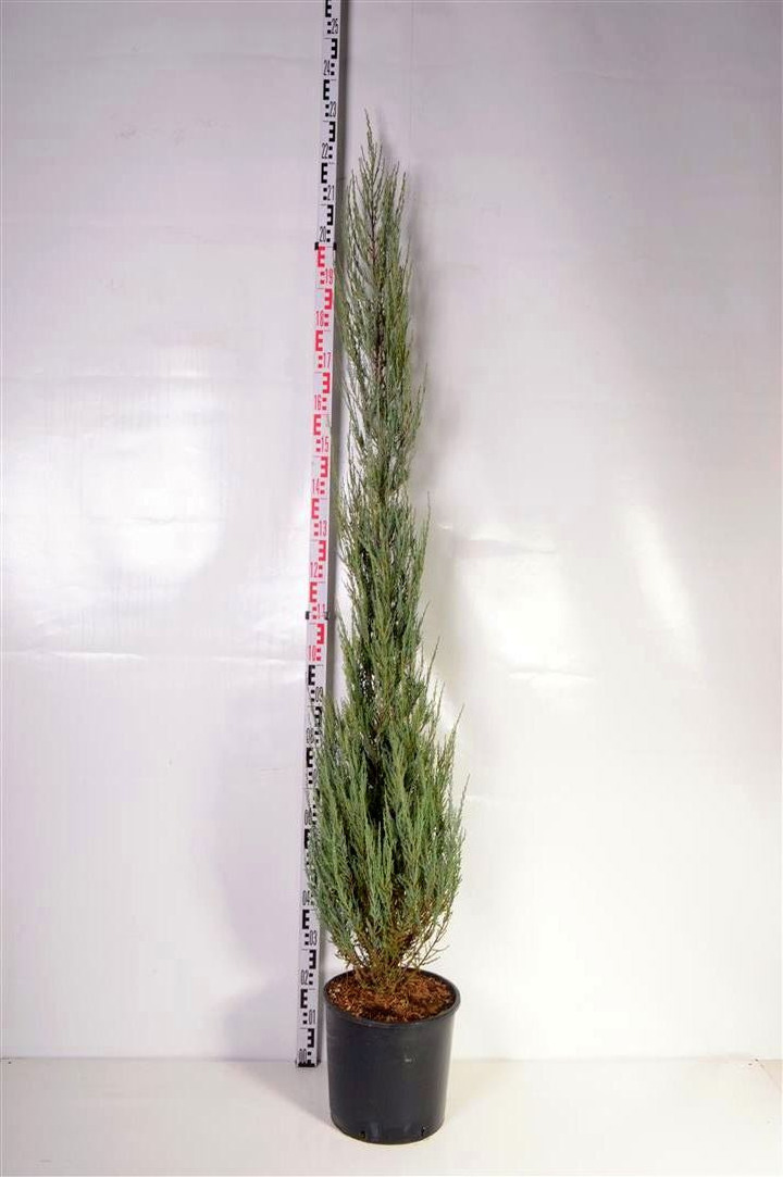 Kadagys uolinis (Lot Juniperus scop.) 'Blue Arrow' C18 150-175 CM