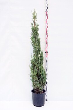Kadagys uolinis (Lot Juniperus scop.) 'Blue Arrow' C18 175-200 CM | KADAGIAI | SPYGLIUOČIAI