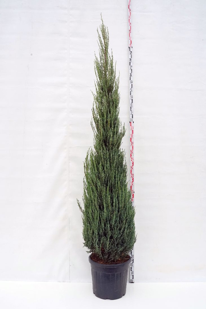 Kadagys uolinis (Lot Juniperus scop.) 'Blue Arrow' C55 250-300 CM