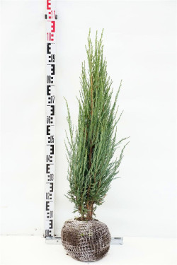 Kadagys uolinis (Lot Juniperus scop.) 'Blue Arrow' RB 60-80 CM