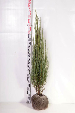 Kadagys uolinis (Lot Juniperus scop.) 'Blue Arrow' 80-100 CM RB