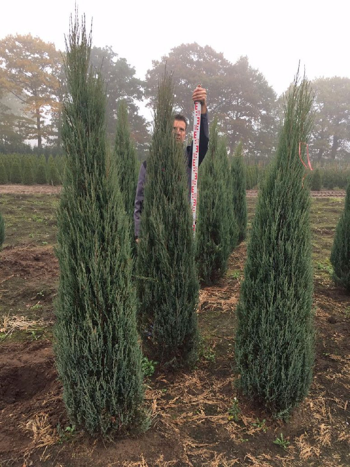 Kadagys uolinis (Lot Juniperus scop.) 'Blue Arrow' 150-175 CM RB EXTRA
