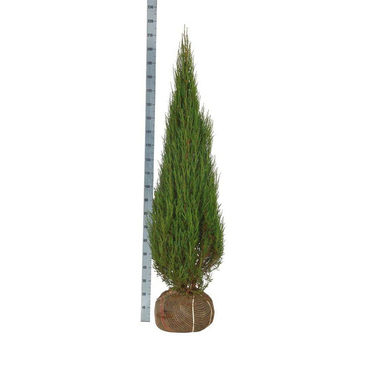 Kadagys uolinis (Lot Juniperus scop.) 'Blue Arrow' 150-175 CM RB EXTRA