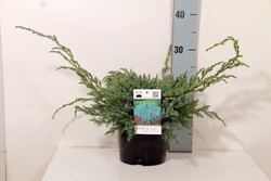 Kadagys žvynuotasis (Lot Juniperus squa.) 'Blue Carpet' C2/P17 20-25 CM