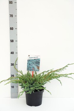 Kadagys žvynuotasis (Lot Juniperus squa.) 'Blue Carpet' C2/P17 25-30 CM | KADAGIAI | SPYGLIUOČIAI