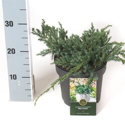 Kadagys žvynuotasis (Lot Juniperus squa.) 'Blue Carpet' C2,5/P18 20-25 CM | KADAGIAI | SPYGLIUOČIAI