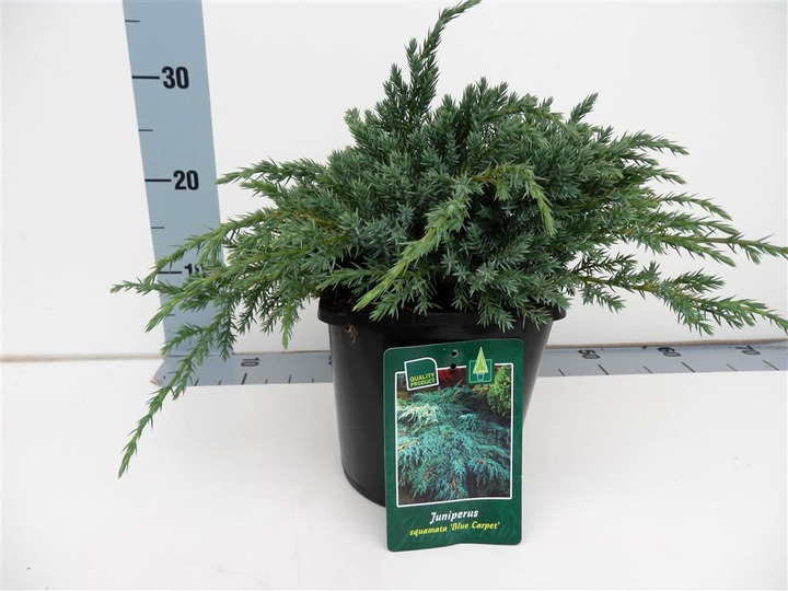 Kadagys žvynuotasis (Lot Juniperus squa.) 'Blue Carpet' C3/P19 30-35 CM | KADAGIAI | SPYGLIUOČIAI
