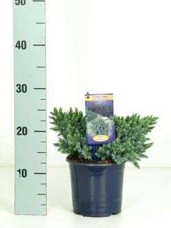 Kadagys žvynuotasis (Lot Juniperus squa.) 'Blue Star' C1,5/P15 15-20 CM