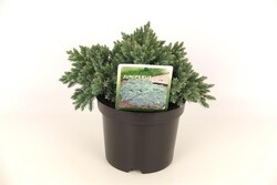 Kadagys žvynuotasis (Lot Juniperus squa.) 'Blue Star' C2/P17 15-20 CM - nuotrauka 1