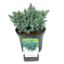 Kadagys žvynuotasis (Lot Juniperus squa.) 'Blue Star' C2,5/P18 15-20 CM | KADAGIAI | SPYGLIUOČIAI