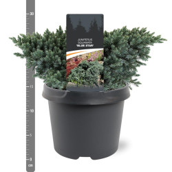Kadagys žvynuotasis (Lot Juniperus squa.) 'Blue Star' C3/P19 20-25 CM - nuotrauka 1