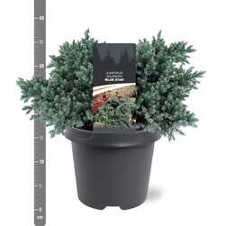 Kadagys žvynuotasis (Lot Juniperus squa.) 'Blue Star' C5/P23 25-30 CM | KADAGIAI | SPYGLIUOČIAI
