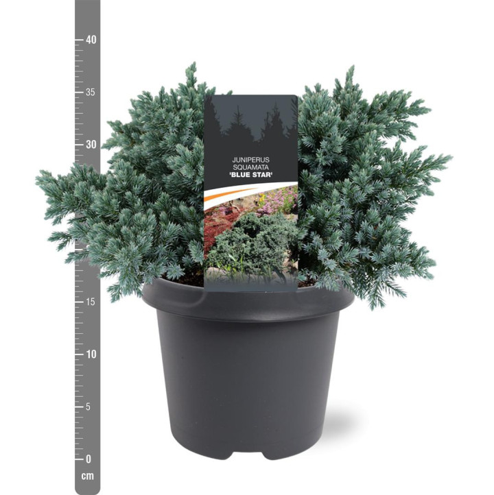 Kadagys žvynuotasis (Lot Juniperus squa.) 'Blue Star' C5/P23 25-30 CM | KADAGIAI | SPYGLIUOČIAI