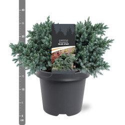 Kadagys žvynuotasis (Lot Juniperus squa.) 'Blue Star' C5/P23 25-30 CM | KADAGIAI | SPYGLIUOČIAI