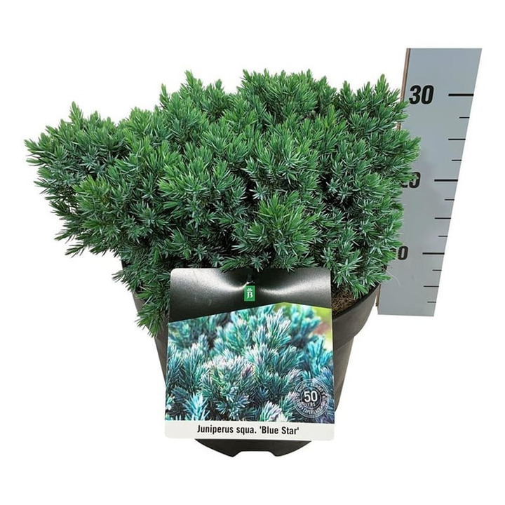 Kadagys žvynuotasis (Lot Juniperus squa.) 'Blue Star' C7,5/P26 30-40 CM | KADAGIAI | SPYGLIUOČIAI