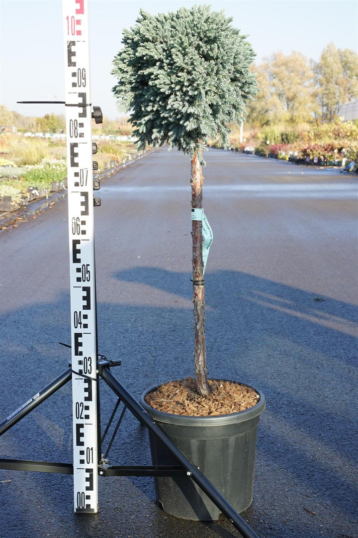 Kadagys žvynuotasis (Lot Juniperus squa.) 'Blue Star' C11 STIEBAS 60 CM | KADAGIAI | SPYGLIUOČIAI