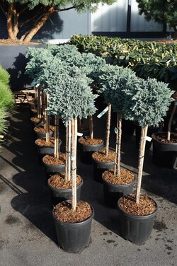 Kadagys žvynuotasis (Lot Juniperus squa.) 'Blue Star' C11 STIEBAS 60 CM - nuotrauka 2