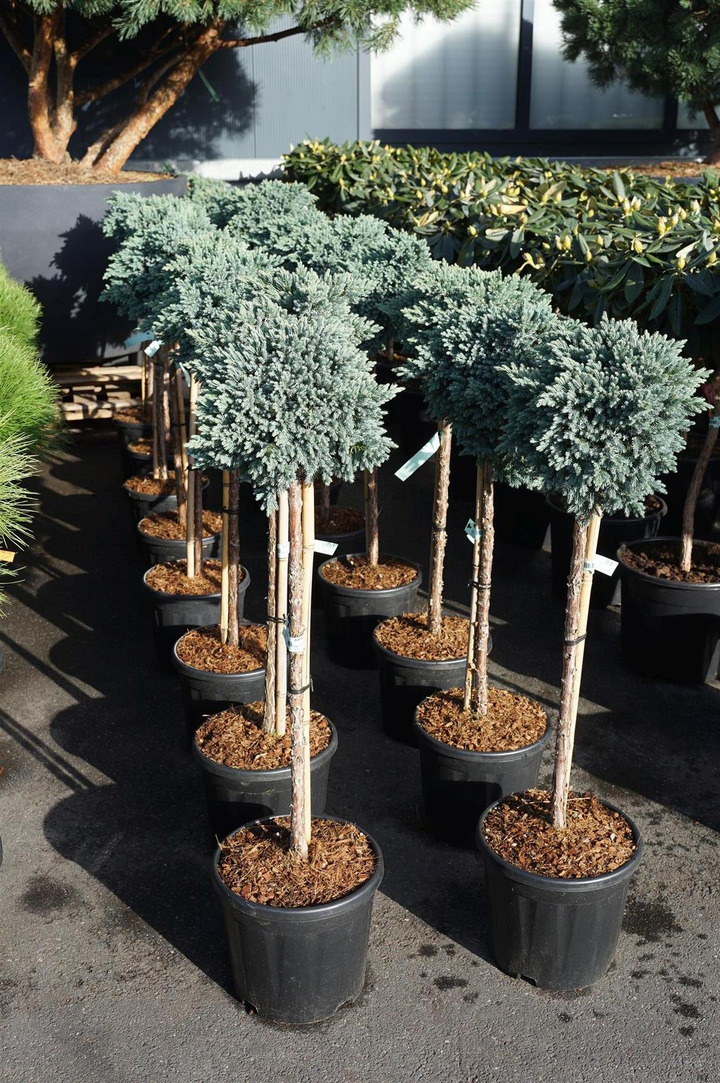 Kadagys žvynuotasis (Lot Juniperus squa.) 'Blue Star' C11 STIEBAS 60 CM | KADAGIAI | SPYGLIUOČIAI