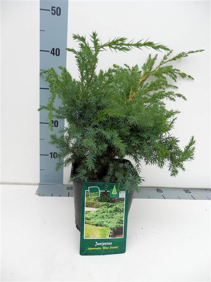 Kadagys žvynuotasis (Lot Juniperus squa.) 'Blue Swede' C2/P17 20-25 CM | KADAGIAI | SPYGLIUOČIAI