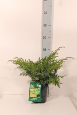 Kadagys žvynuotasis (Lot Juniperus squa.) 'Blue Swede' C2/P17 20-25 CM - nuotrauka 2