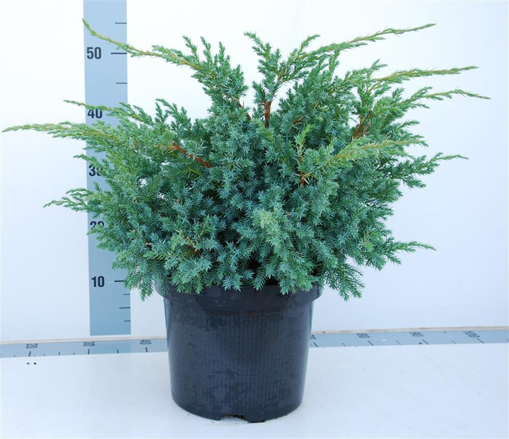 Kadagys žvynuotasis (Lot Juniperus squa.) 'Blue Swede' C7,5/P26 40-50 CM | KADAGIAI | SPYGLIUOČIAI