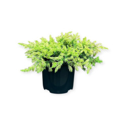 Kadagys pajūrinis (Lot Juniperus conf.) 'Sunflowers' C2,5/P18 20-25 CM