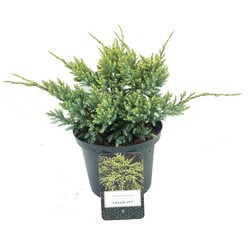 Kadagys žvynuotasis (Lot Juniperus squa.) 'Dream Joy' C2,5/P18 20-25 CM | KADAGIAI | SPYGLIUOČIAI