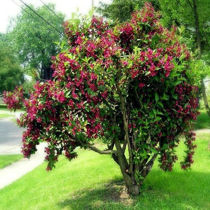 Veigelė Gražiažiedė (Lot Weigela florida) ‘BRISTOL RUBY’-VEIGĖLĖS-KRŪMAI
